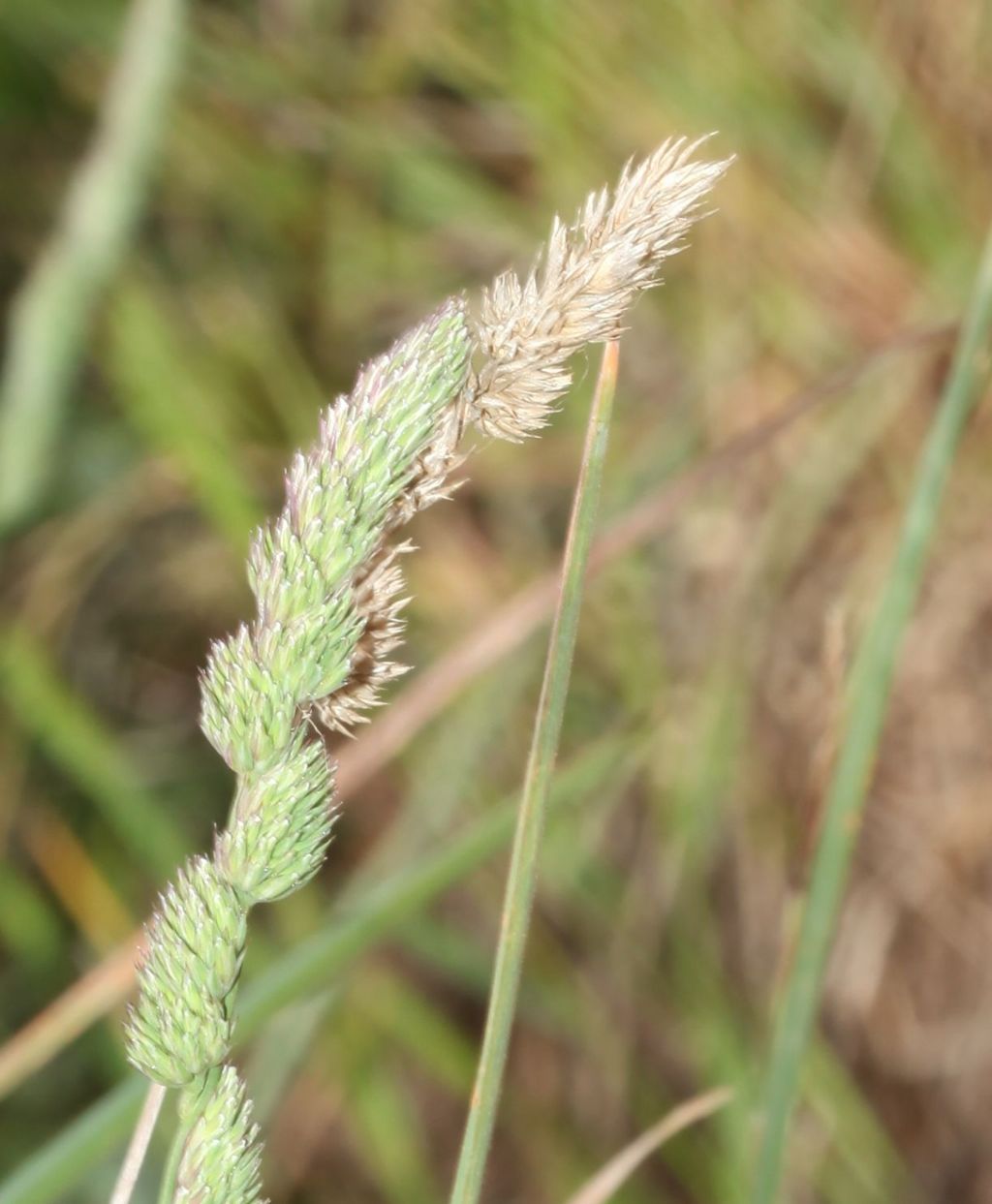 Poaceae?  S�, Dactylis glomerata